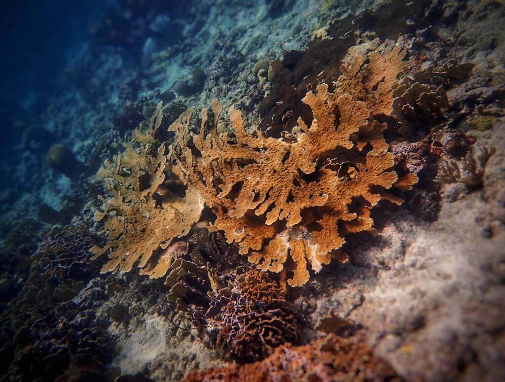 coral reef