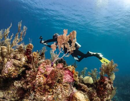0fc7a1cf-f219-47b0-9a6e-c552e93560c6 underwaterphotography